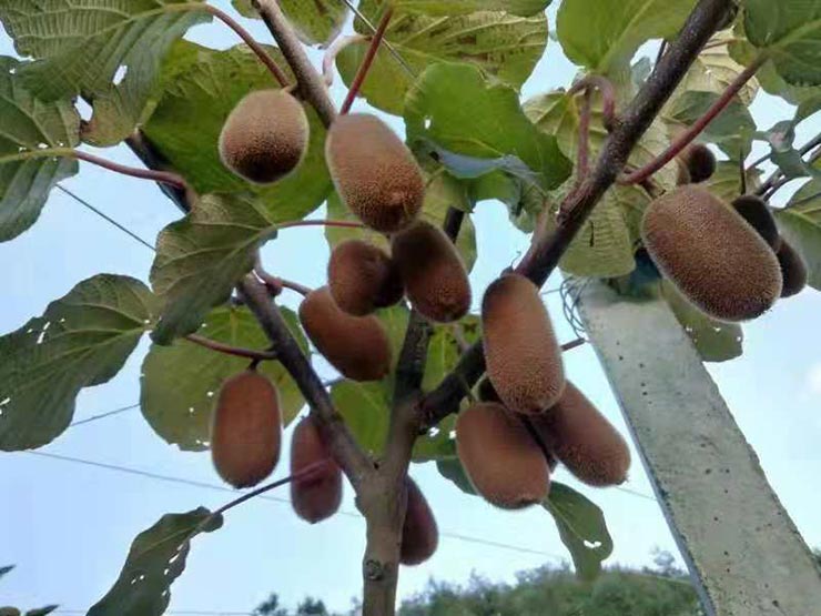 万利官网-相信品牌力量