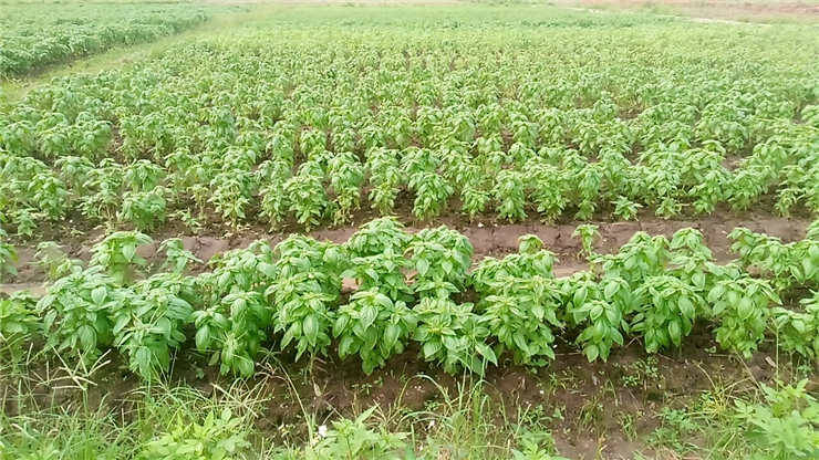 万利官网-相信品牌力量