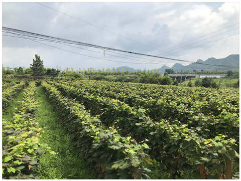 万利官网-相信品牌力量